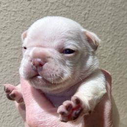 Baby Boo with OFA Parents - Cream female French Bulldog puppy in Billings, Montana from Yellowstone Frenchies