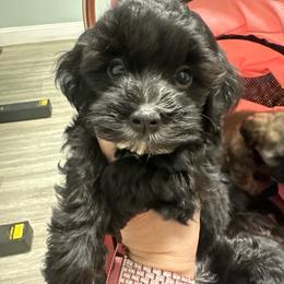 Ollie - Tan male Yorkipoo puppy in Apple Valley, California from Boujeepups