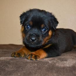 Boy 2 - Black and mahogany male Rottweiler puppy in Ethel, Washington from Titanenheim Rottweilers