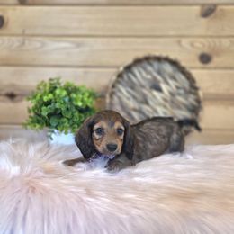 AKC Meet Sylia :) - Sable female Dachshund puppy in Centerville, Iowa from Barnyard Dachshunds, Dals & Doodles