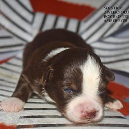 Solstice - Red tri male Miniature Australian Shepherd puppy in Patterson, North Carolina from DreamLine Aussies