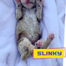 Slinky - Cream male Goldendoodle puppy in Lakeland, Florida from Rolling Oak Doodles