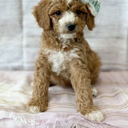 Cocoa - Black and white female Cavapoo puppy in Lewiston, Utah from Mountain View Doodles