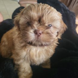 Boy 4 - Liver and white male Shih Tzu puppy in Hudson, Florida from My Boujee Shih Tzu Life