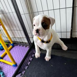 Yellow - White female Boxer puppy in Denver, Colorado from Yuni’s AKC Boxers
