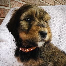 Girl 4 - Phantom Bernedoodle puppy in Jamestown, Tennessee from Yellow Cliff Doodles