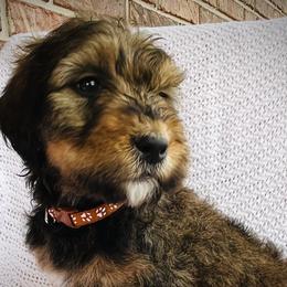 Girl 4 - Phantom Bernedoodle puppy in Jamestown, Tennessee from Yellow Cliff Doodles