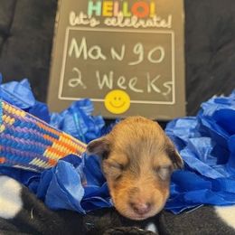 Mango - Sable merle and white male Collie puppy in Carencro, Louisiana from Cajun Bayou's Collies LLC