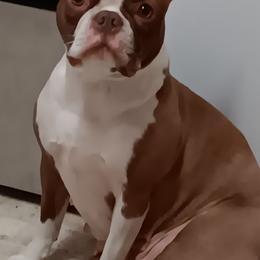 Shelby (Bee Bee) - Boston Terrier