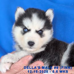 DELLA'S MALE 9 - Black and white male Siberian Husky puppy in Manilla, Iowa from Bruck's Siberian Huskies
