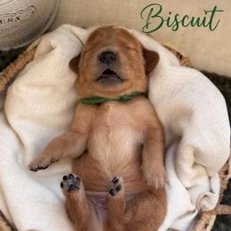 Biscuit - Golden male Golden Retriever puppy in San Bernardino, California from Thegoldendreams1
