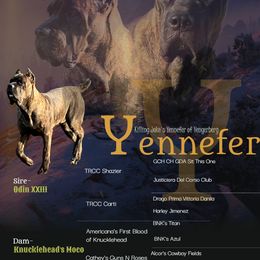 Killing Joke's Yennefer of Vengerberg - Chestnut brindle female Cane Corso puppy in Stilwell, Oklahoma from Killing Joke Kennels