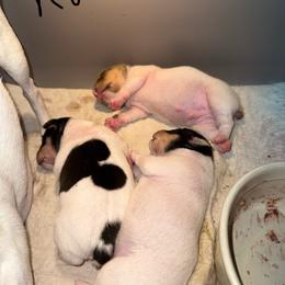 Pup C - White and tan male Toy Fox Terrier puppy in Clermont, Florida from Debbie Hiles's Toy Fox Terriers