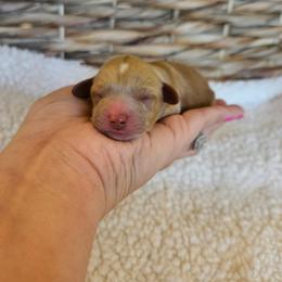 Hank - Red male Cavapoo puppy in London, Kentucky from Blue Meadow Puppies