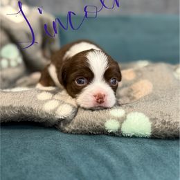 Lincoln - Chocolate and white male Chihuahua puppy in Molino, Florida from Pensacola Chi Garden