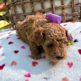Luna -AKC - Red  female Poodle puppy in Plano, Texas from Dogs lovers