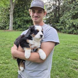 Yoder - Black tan and white male Bernese Mountain Dog puppy in Gaffney, South Carolina from Circle D Farms