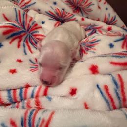 Girl 1 Pink - White female Coton de Tulear puppy in Ludington, Michigan from Cotten's Sunset Kennels