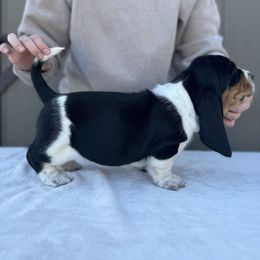 Basset Hound Puppies from Autumn Oak Basset Hounds