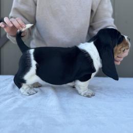 Basset Hound Puppies from Autumn Oak Basset Hounds