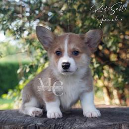 Sequin - Sable female Pembroke Welsh Corgi puppy in Straughn, Alabama from Magnolia Creek Corgis