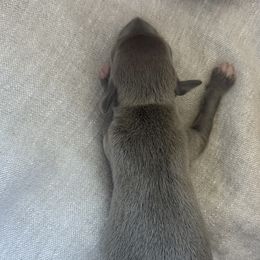 Boy 2 - male Italian Greyhound puppy in New York, New York from Julia's Italian Greyhounds