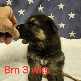 Girl 1 Brown collar - German Shepherd puppy from Patriot Shepherds
