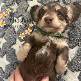 Green boy - Chocolate and cream male Dachshund puppy in Kissimmee, Florida from Dazzling Frenchies and Doxies