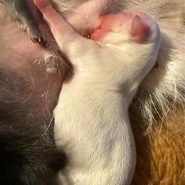 Bonzie - White male Chihuahua puppy in Summerfield, Florida from Uey’s Chihuahuas