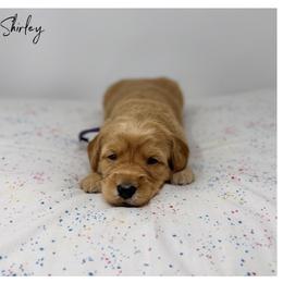 Shirley - Apricot female Australian Labradoodle puppy in Sacramento, California from Little Farmstead Labradoodles