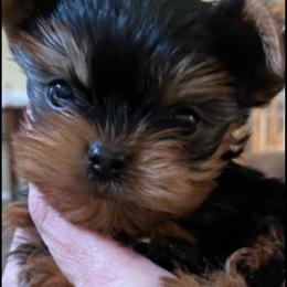 Yorkshire Terrier Puppies from Chikito's Yorkies