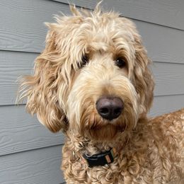 Georgia  - Goldendoodle