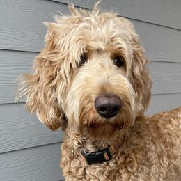 Georgia  - Goldendoodle
