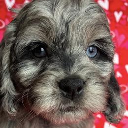 Candy - Merle female Cockapoo puppy in Klingerstown, Pennsylvania from Schaible Family Puppies