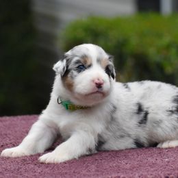 Dk Green - Blue merle male Australian Shepherd puppy in Pilot, Virginia from Obsidian Australian Shepherd