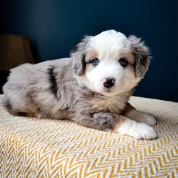 Brew - Blue merle female Miniature American Shepherd puppy in Tupalo, Mississippi from Butterfield Trail Farm