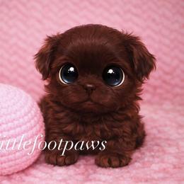 Reeses Peanut Butter Cups - Liver and white female Shih Tzu puppy in Texas from Little Foot Paws 🐾