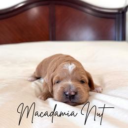 Macadamia nut - Apricot female Goldendoodle puppy in Burleson, Texas from Kendall’s Kennel