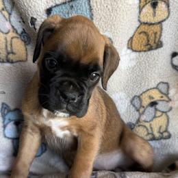 Shelby - Fawn female Boxer puppy in Cicero, New York from MK Boxer Haven of CNY