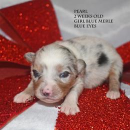 Pearl - Blue merle female Miniature Australian Shepherd puppy in Patterson, North Carolina from DreamLine Aussies