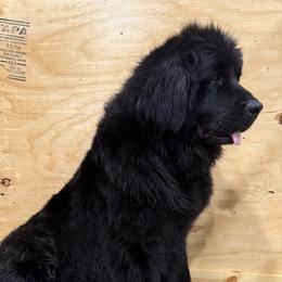 Ruth - Newfoundland