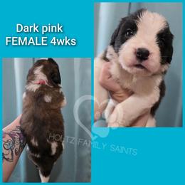 Dark pink FEMALE - White and brown female Saint Bernard puppy in Kaukauna, Wisconsin from Holtz Family Saints