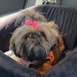 Georgia - Shih Tzu