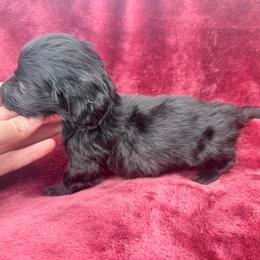 Solid boy - Black male Dachshund puppy in Umatilla County, Oregon from Divine Dogs