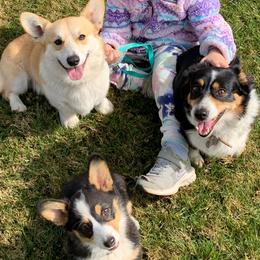 Pembroke Welsh Corgis from G.G.'s Corgis