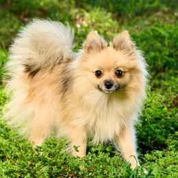 Izzy - Pomeranian