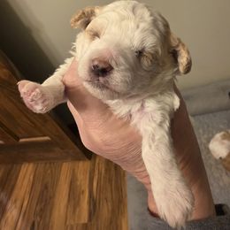 Baby boy - Parti male Poodle puppy in Louisville, Mississippi from Cindy's Poodles