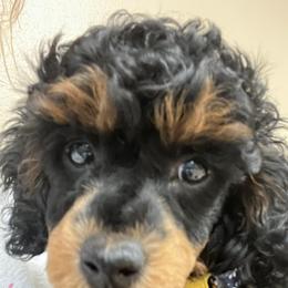 Poodles from Herdez’s Poodles