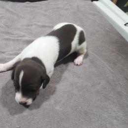 Boy 2-Echo - White and liver male German Shorthaired Pointer puppy in Osceola, Missouri from Bird Dog Ranch
