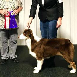 Sunni - Australian Shepherd